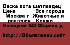 Вяска кота шатландец › Цена ­ 1 000 - Все города, Москва г. Животные и растения » Кошки   . Ненецкий АО,Фариха д.